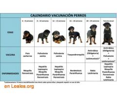 Calendario vacunación para perros / 1