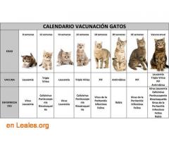Calendario vacunación para gatos / 1