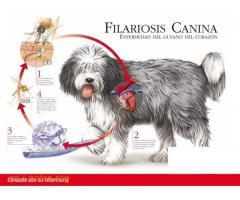 FILARIOSIS CANINA