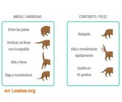 Diccionario Canino / 1