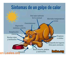 Síntomas de los golpes de calor / 1