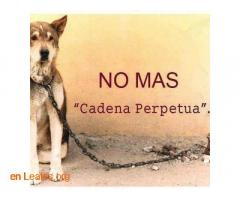 No más cadenas perpetuas