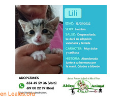Lili en adopción