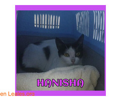 HANISHA / 1