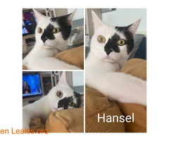 Hansel en adopción / 1