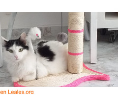 Urgente gatos que necesitan adopción / 1