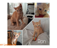 Ron en adopción / 1