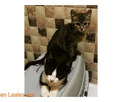 Ayuda dos gatitos 