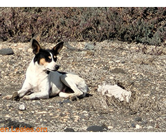 Perro abandonado en CC Las Terrazas / 1