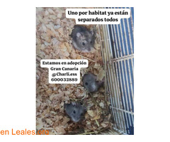 Hamster rusos en adopción / 1