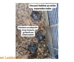 Hamster rusos en adopción