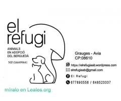 el refugi , animales en adopcion / 1