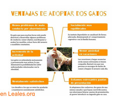 Ventajas de adoptar dos gatos / 1